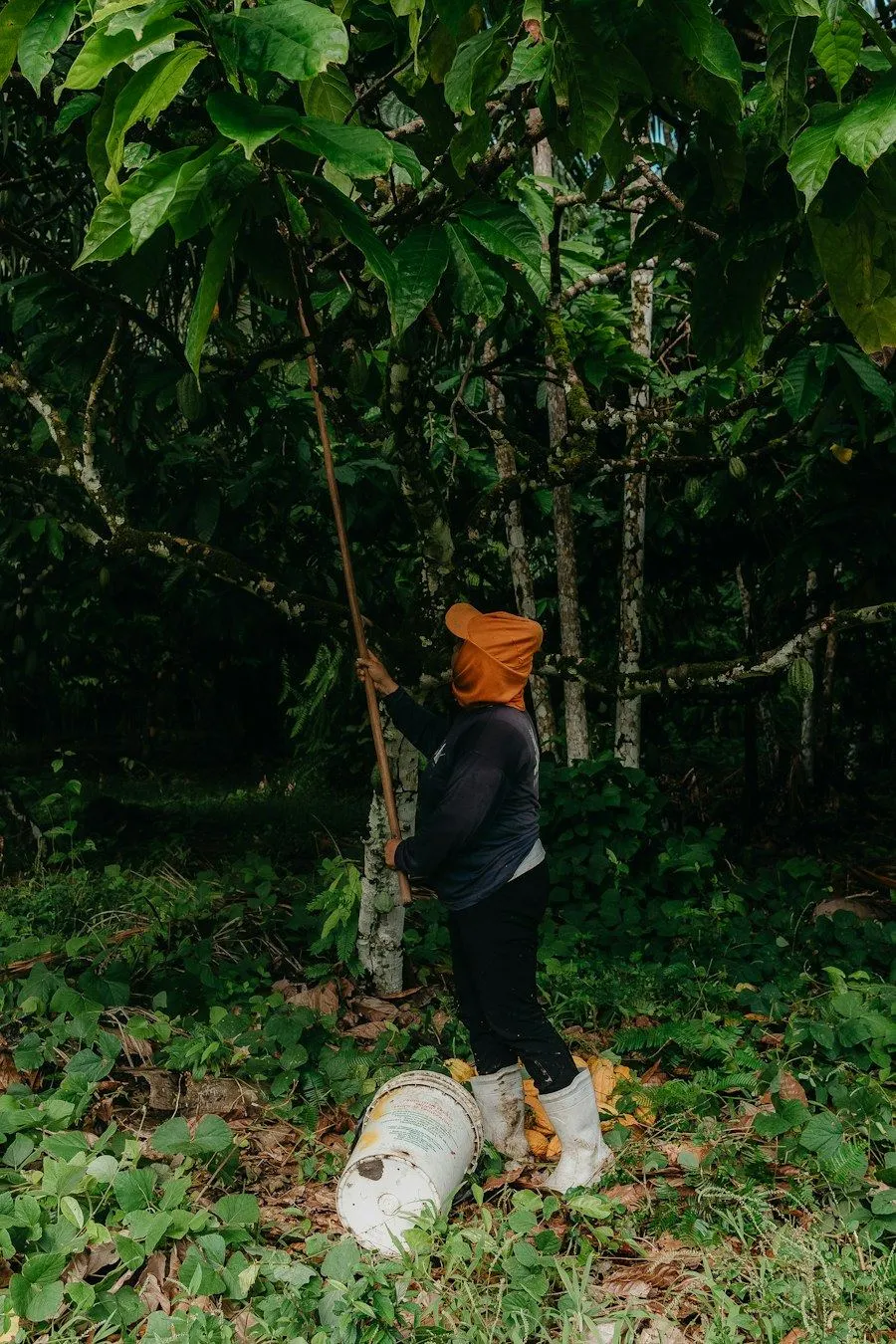 A farmer harvesting cocoa pods with a long pole