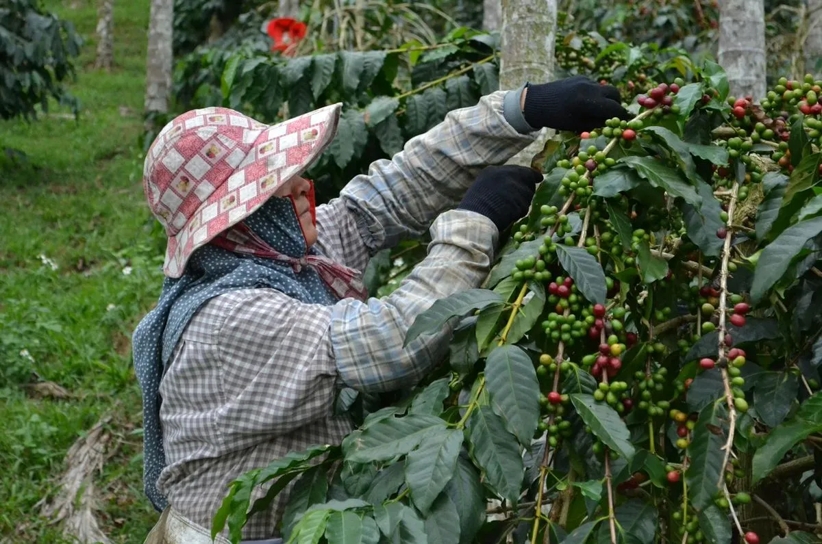 A smallholder farmer picking ripe coffee cherries